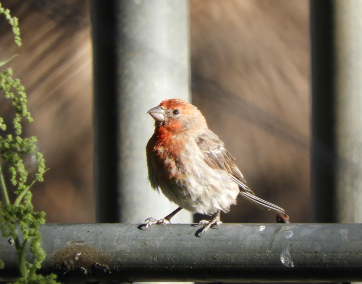 House Finch - ML621921503