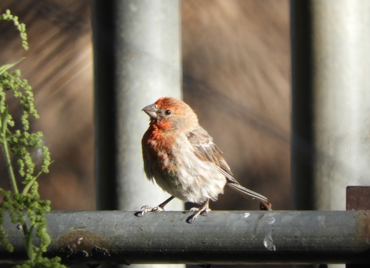 House Finch - ML621921506