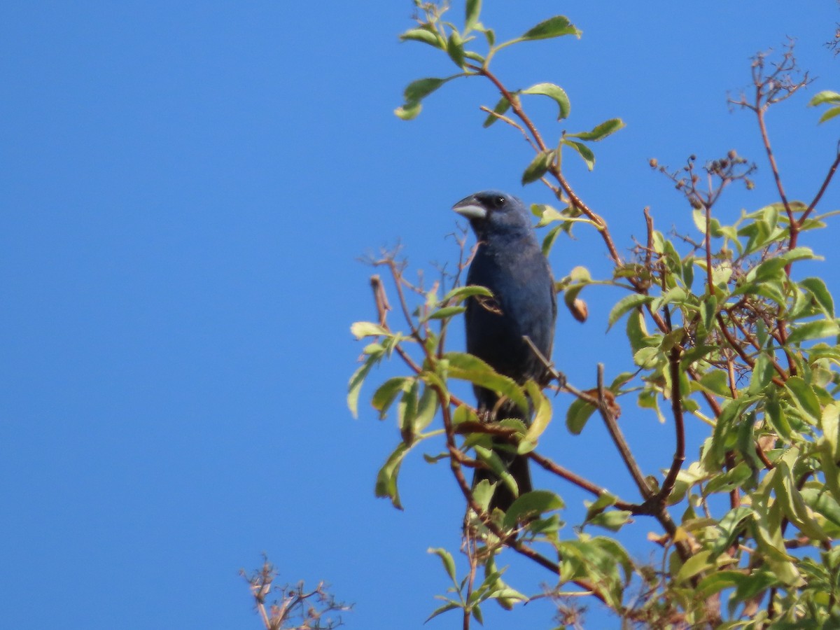 Blue Grosbeak - Tina Tan