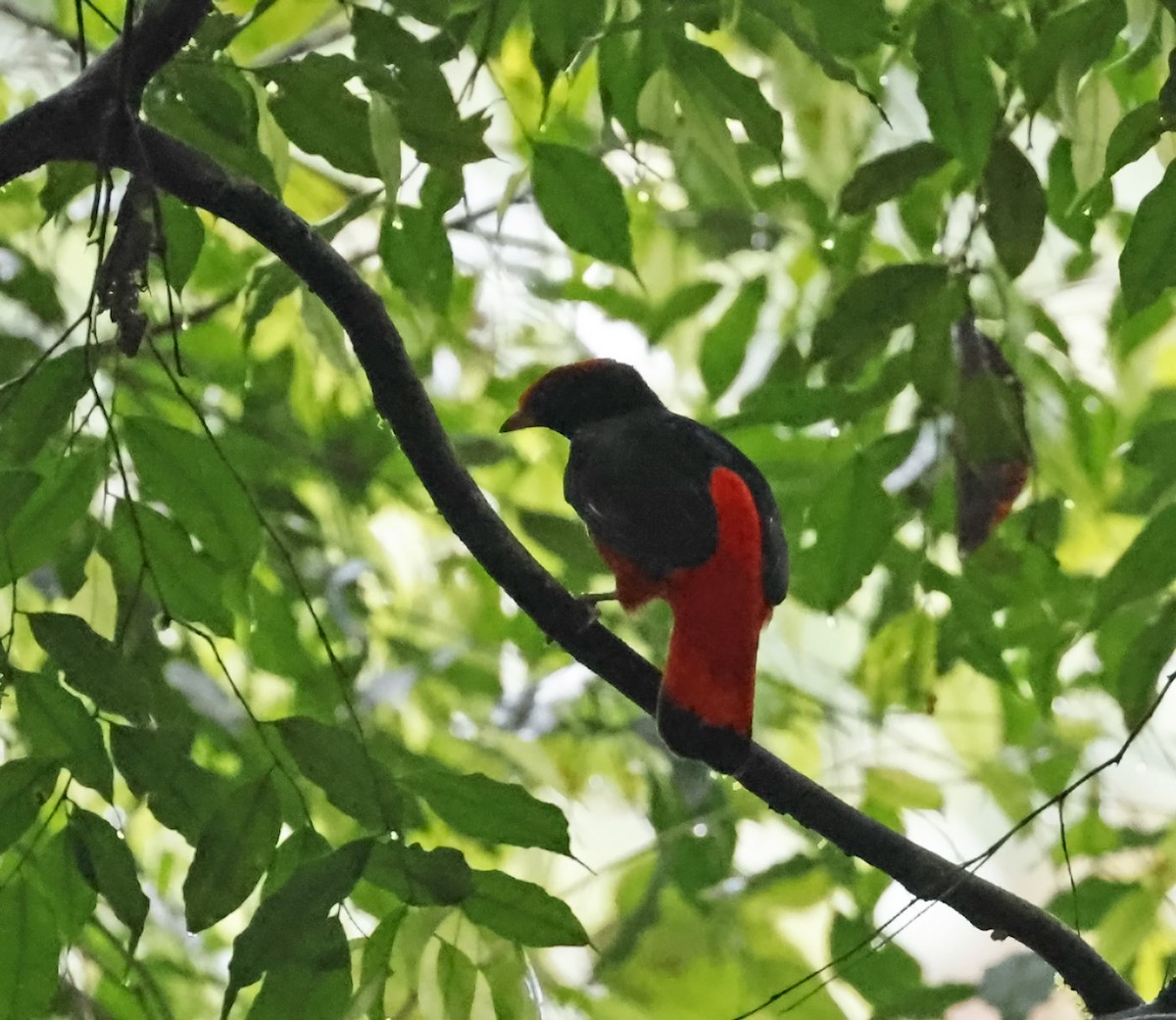 Black-necked Red-Cotinga - ML621921600