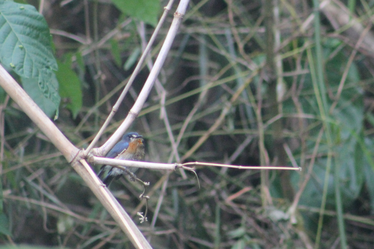 mangrovefluesnapper - ML621921727