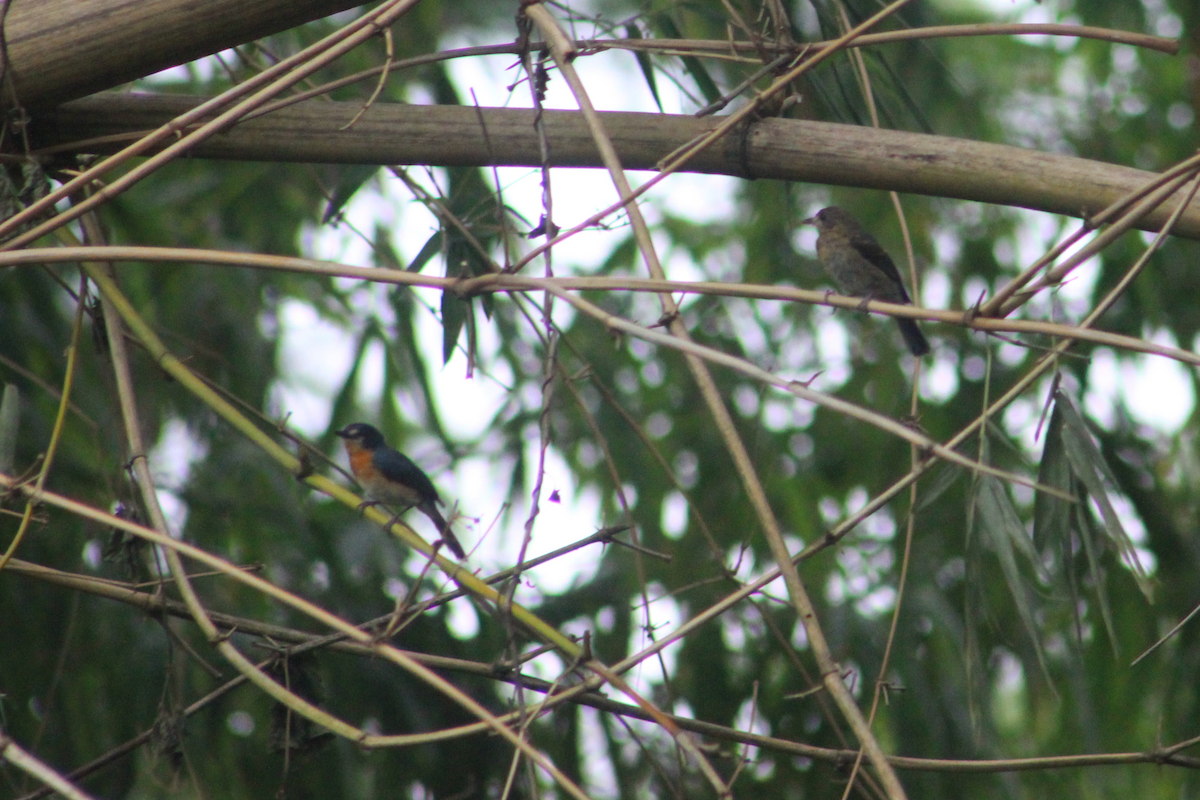 mangrovefluesnapper - ML621921728