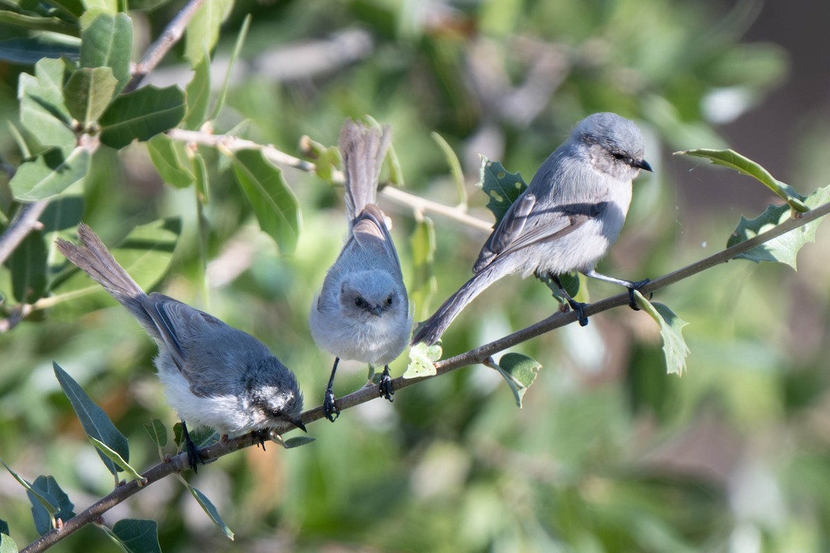 Bushtit - ML621921787