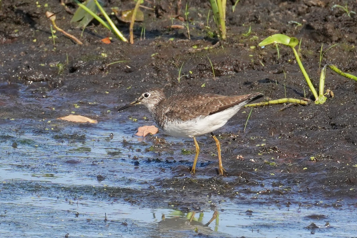 Solitary Sandpiper - ML621921791