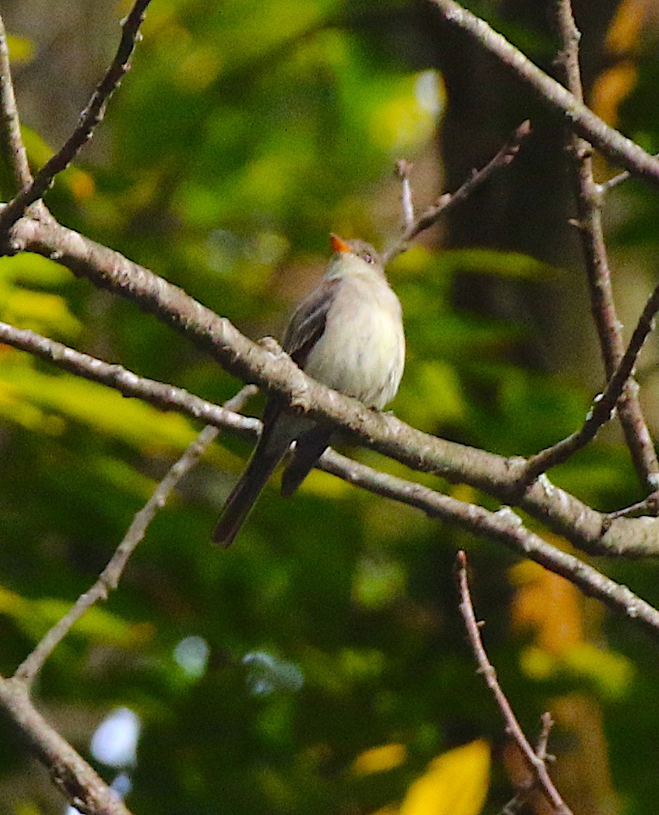 Eastern Wood-Pewee - Cynthia Conturie