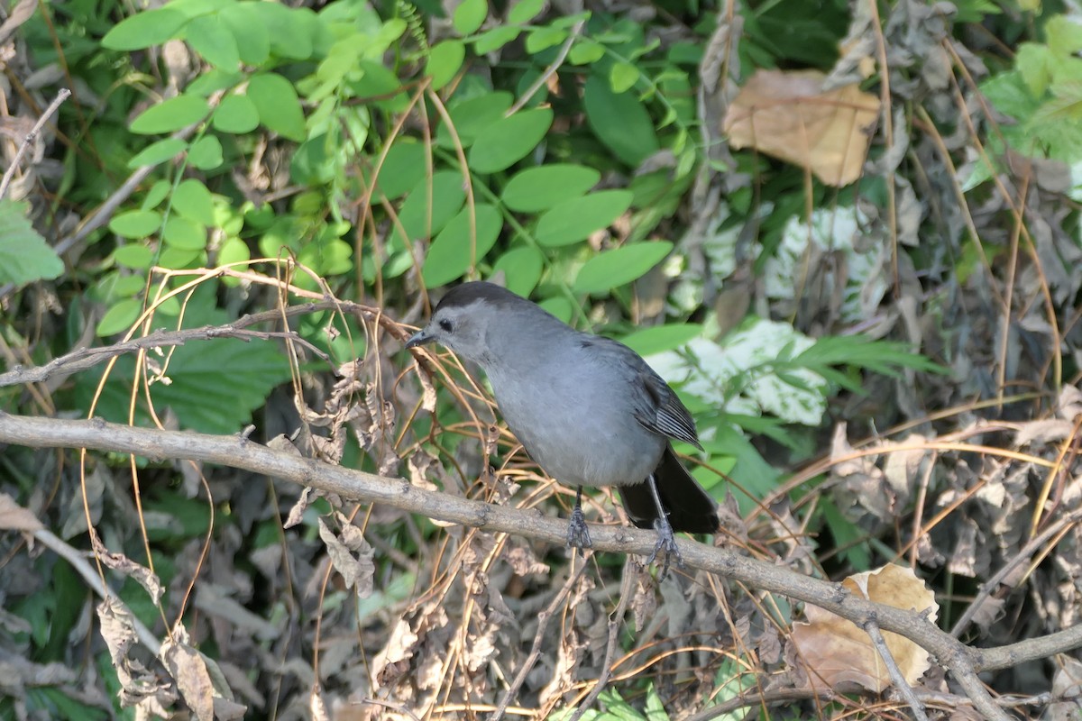 Gray Catbird - ML621922032