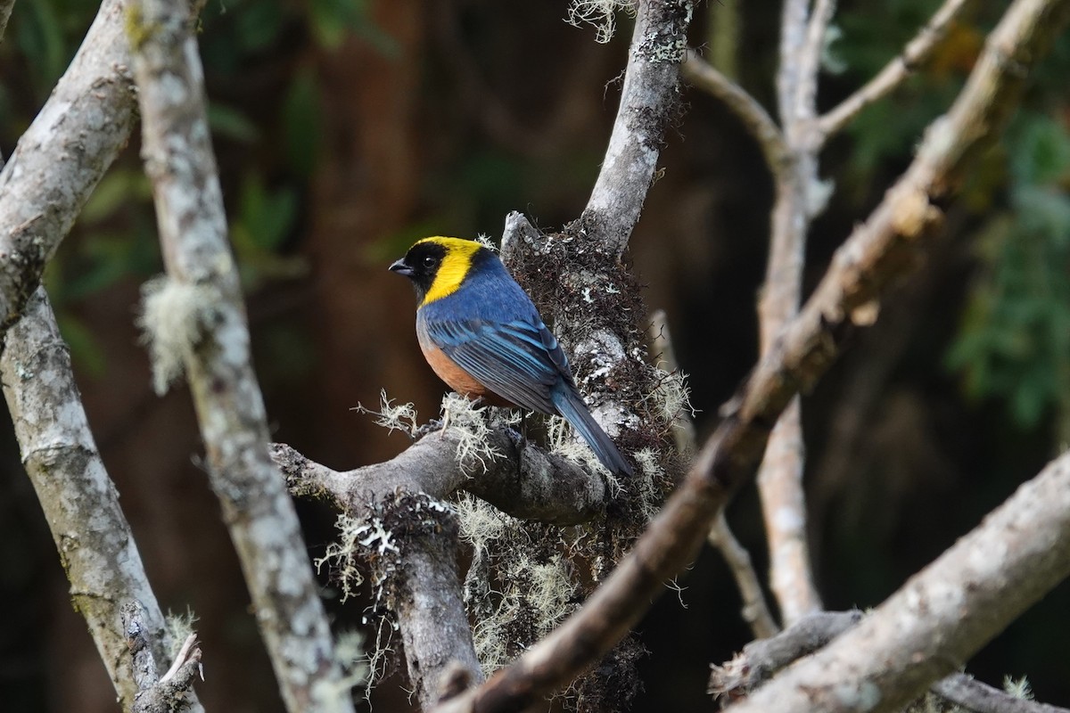 Golden-collared Tanager - ML621922054