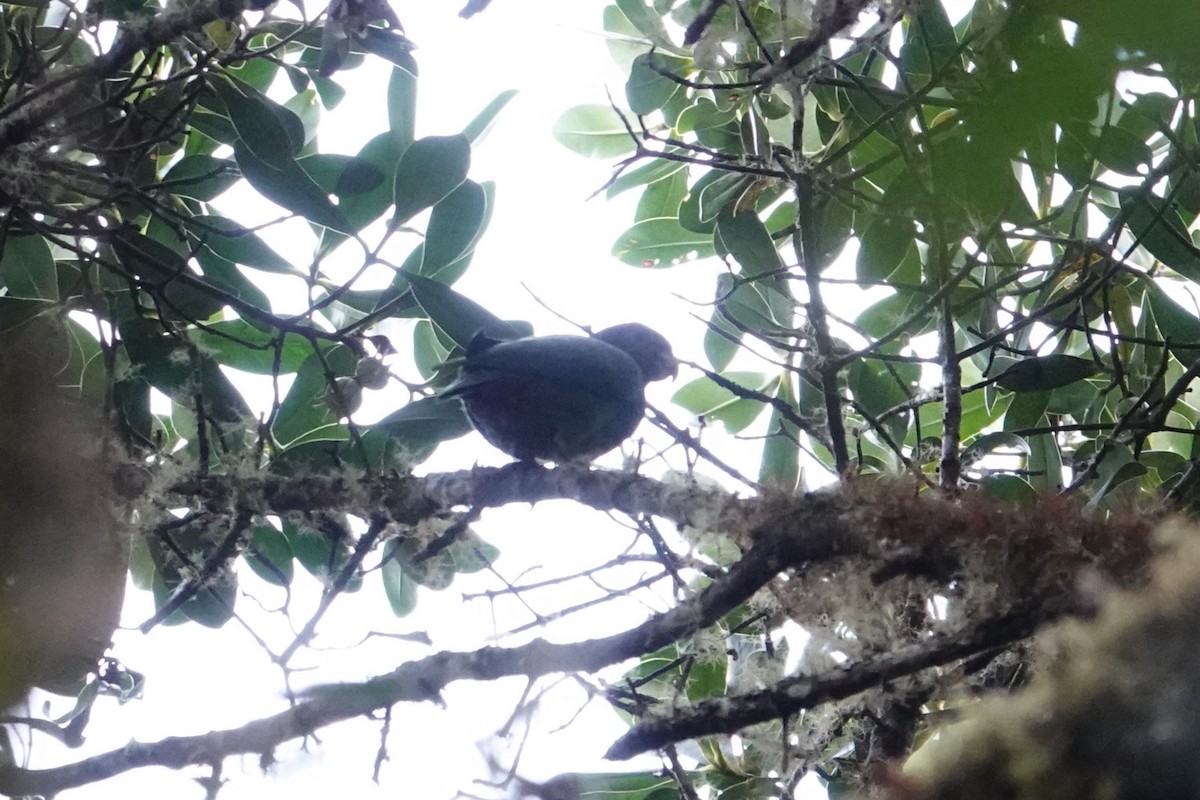 Scaly-naped Amazon - ML621922141