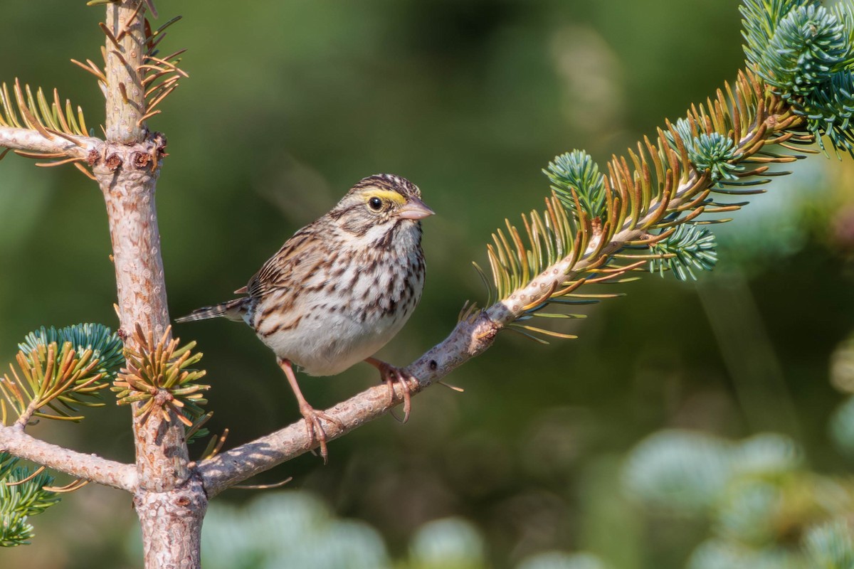 musespurv - ML621922173