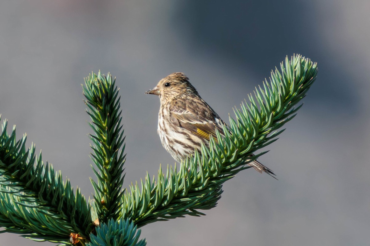 stripesisik - ML621922177