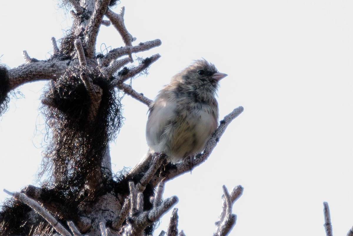 vinterjunko - ML621922180