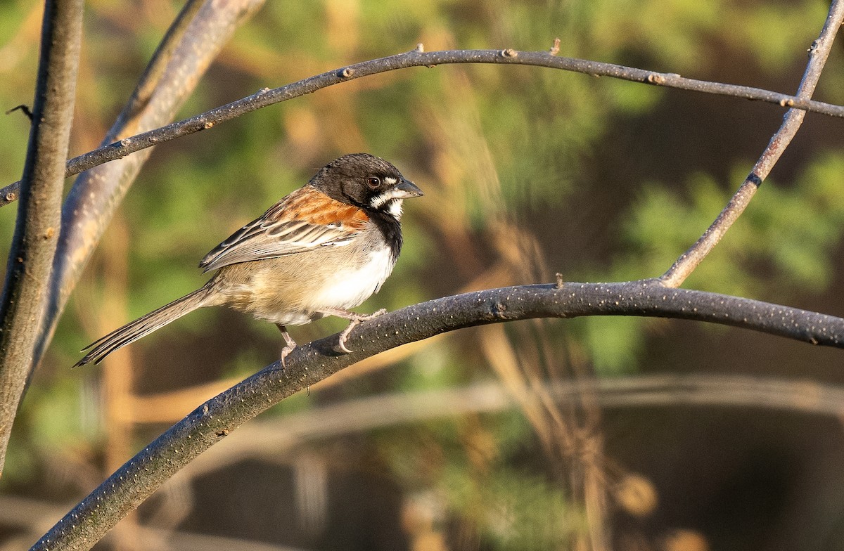 Black-chested Sparrow - ML621922260