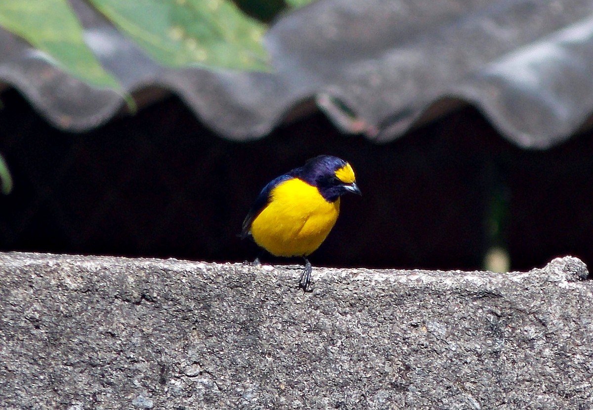 Purple-throated Euphonia - ML621922436