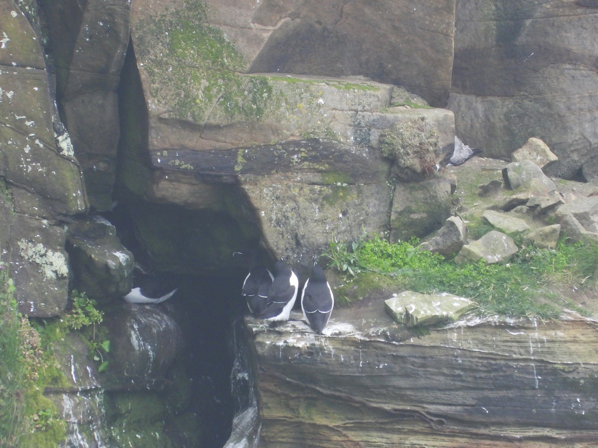 Razorbill - Gary Graves