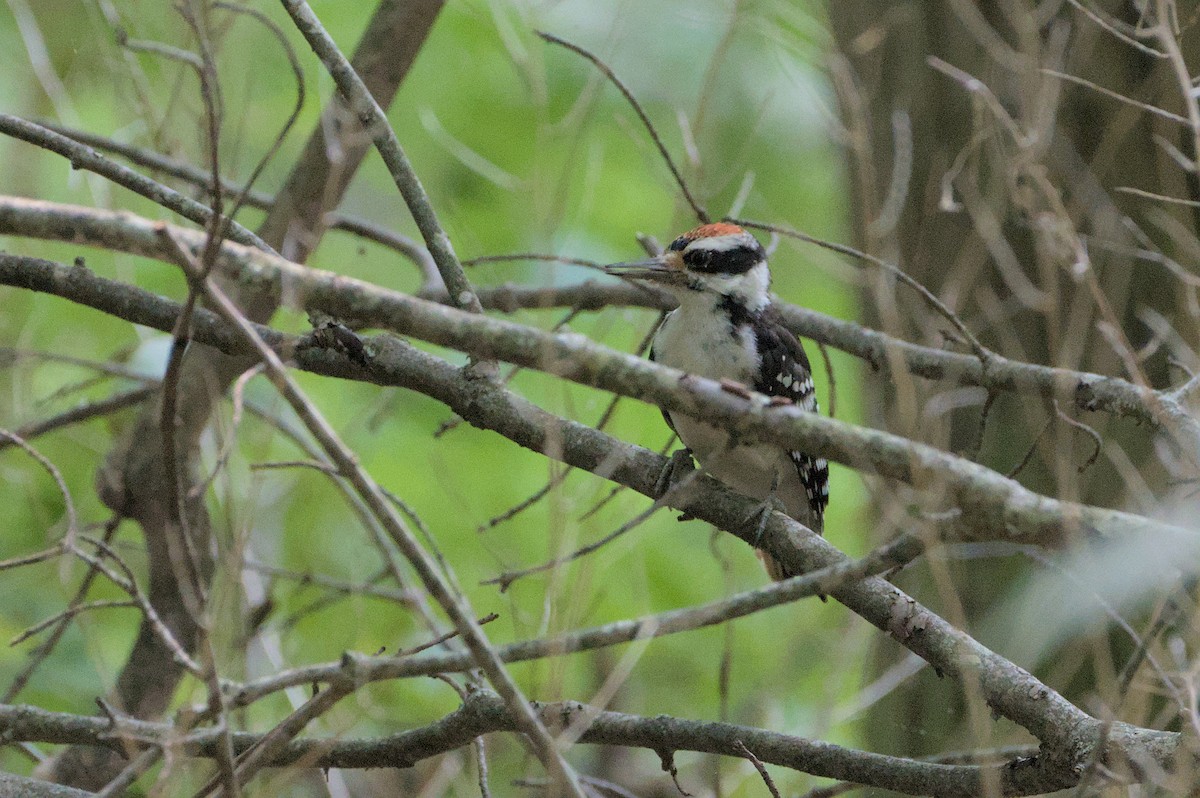 Hairy Woodpecker - ML621922508