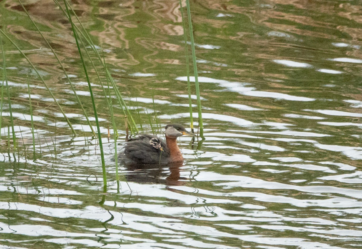 Red-necked Grebe - ML621922584