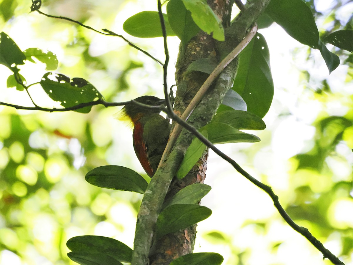 Checker-throated Woodpecker - Kuan Chih Yu