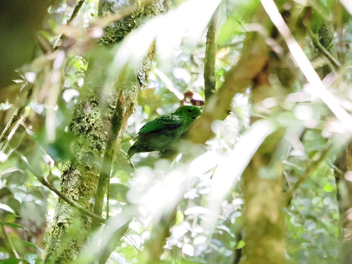 Whitehead's Broadbill - Kuan Chih Yu