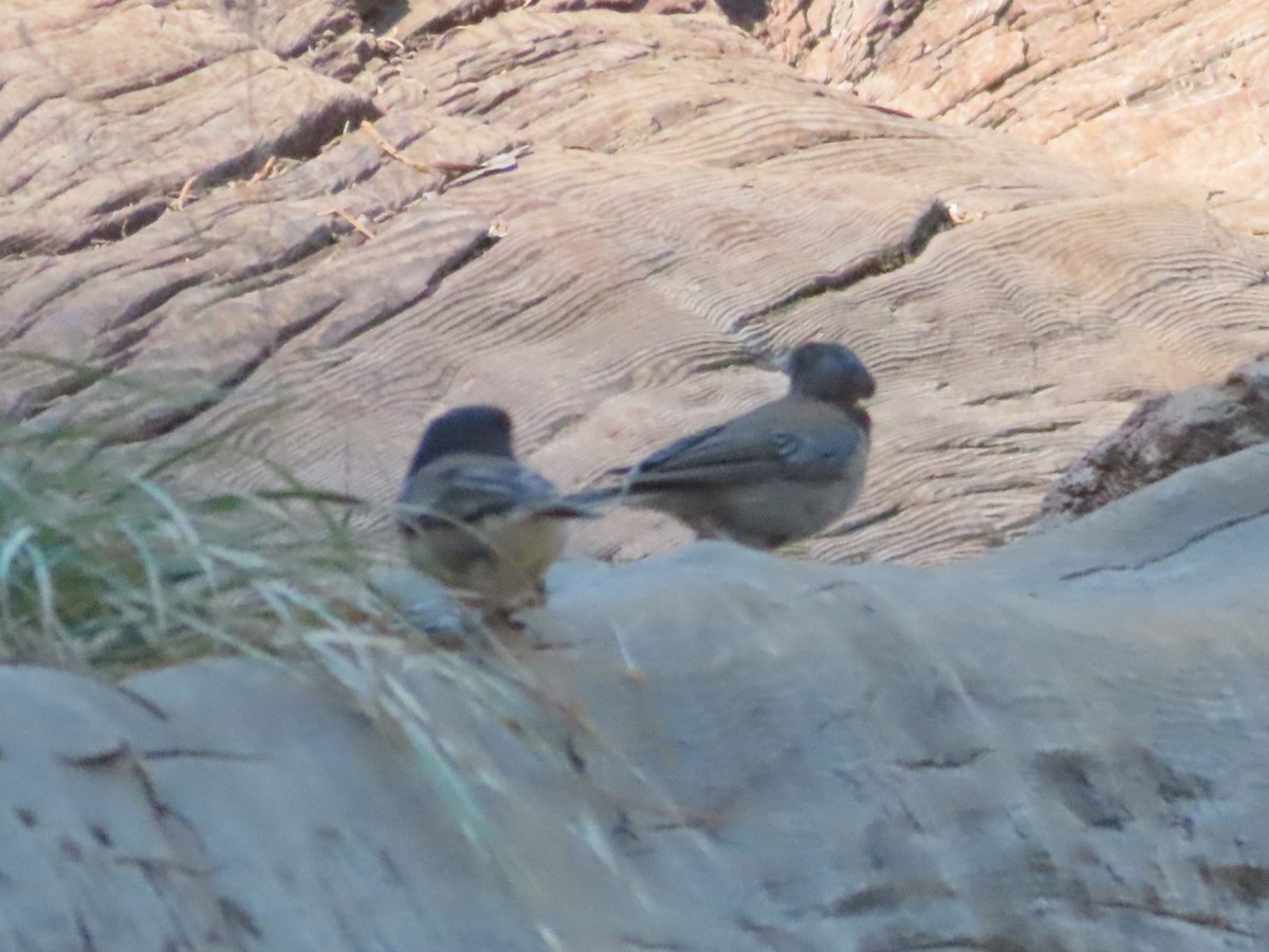 Dark-eyed Junco (Oregon) - ML621922646