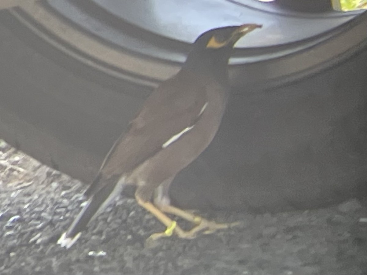 Common Myna - ML621922656