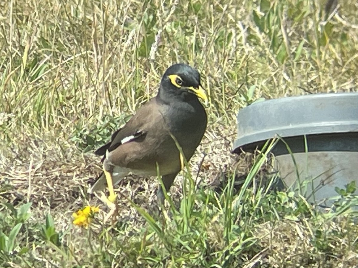 Common Myna - ML621922657