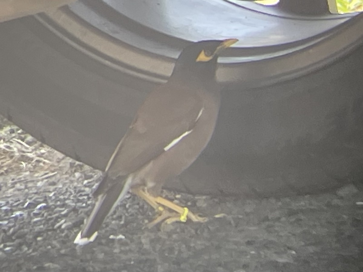 Common Myna - ML621922658