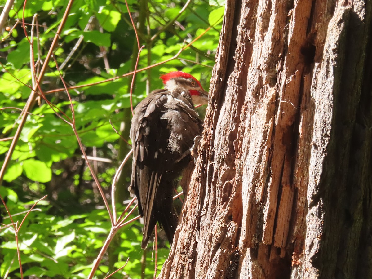 Pileated Woodpecker - ML621922663