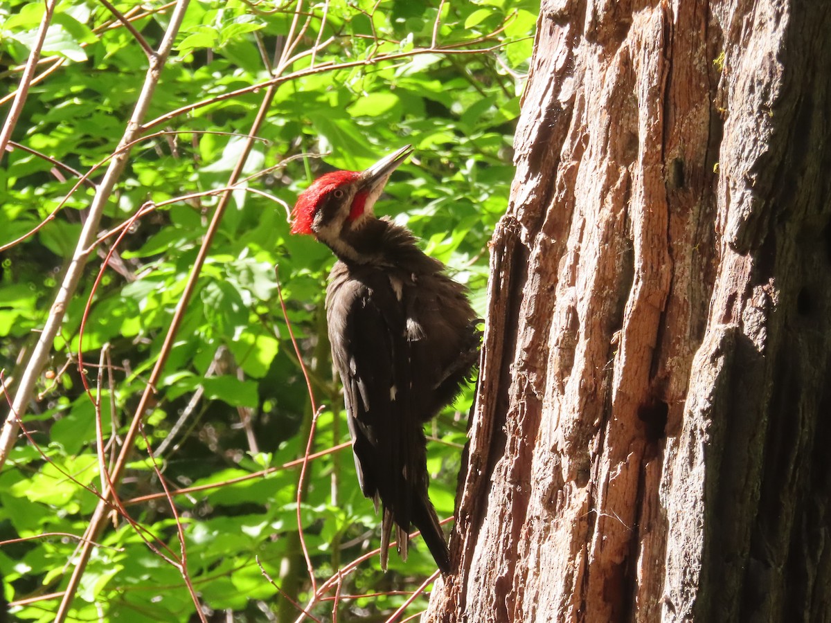 Pileated Woodpecker - ML621922672