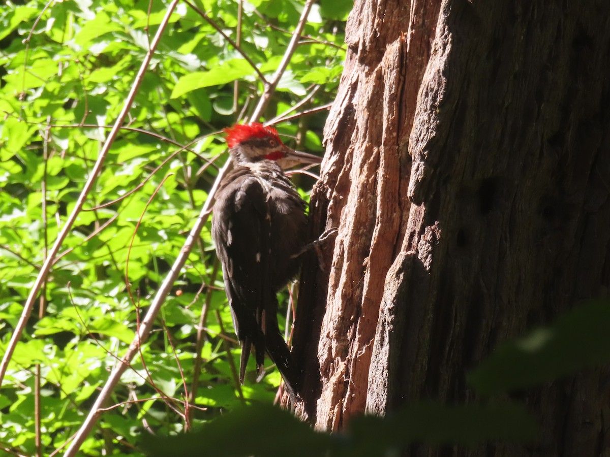 Pileated Woodpecker - ML621922680