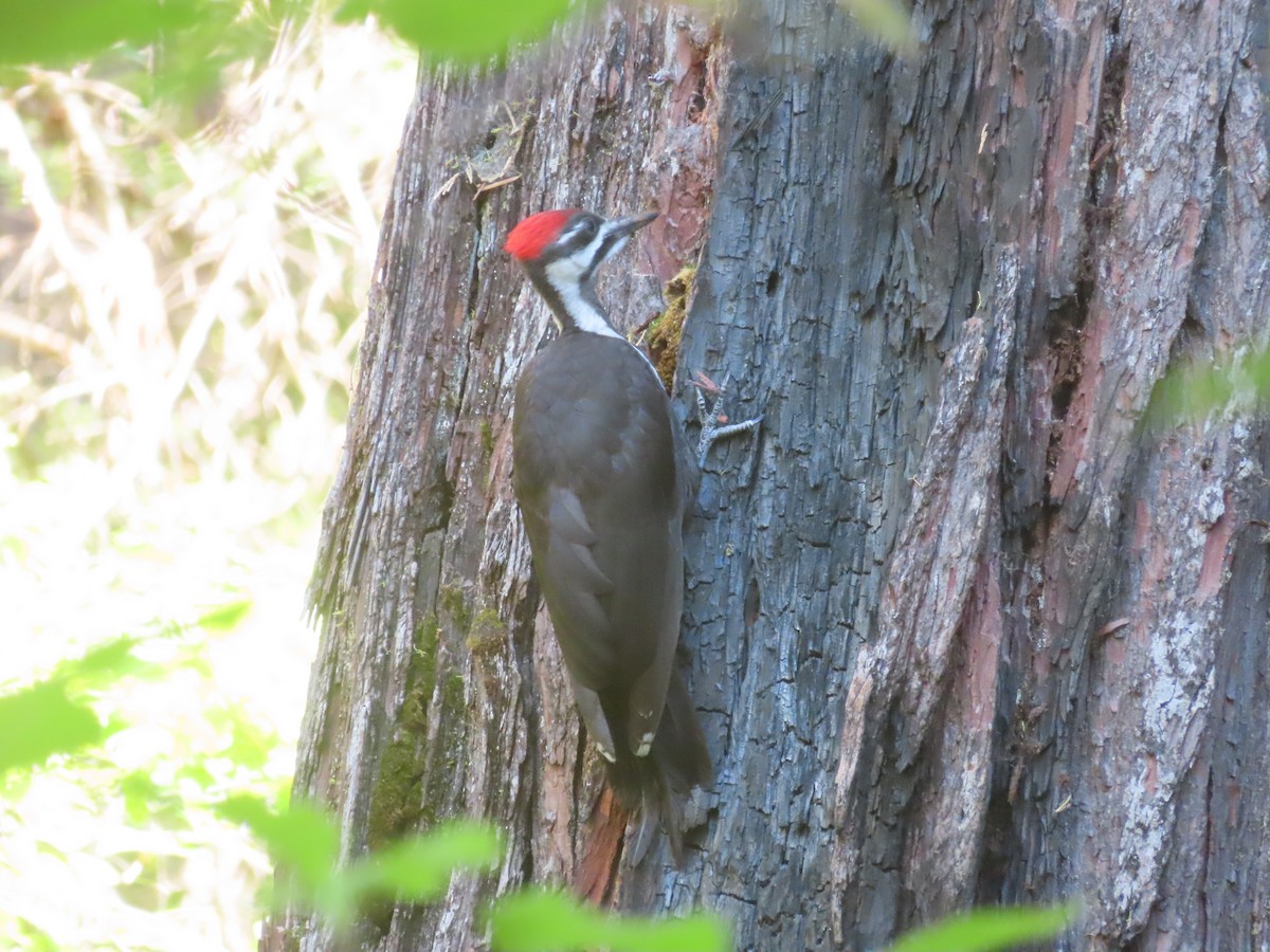 Pileated Woodpecker - Karen Richardson