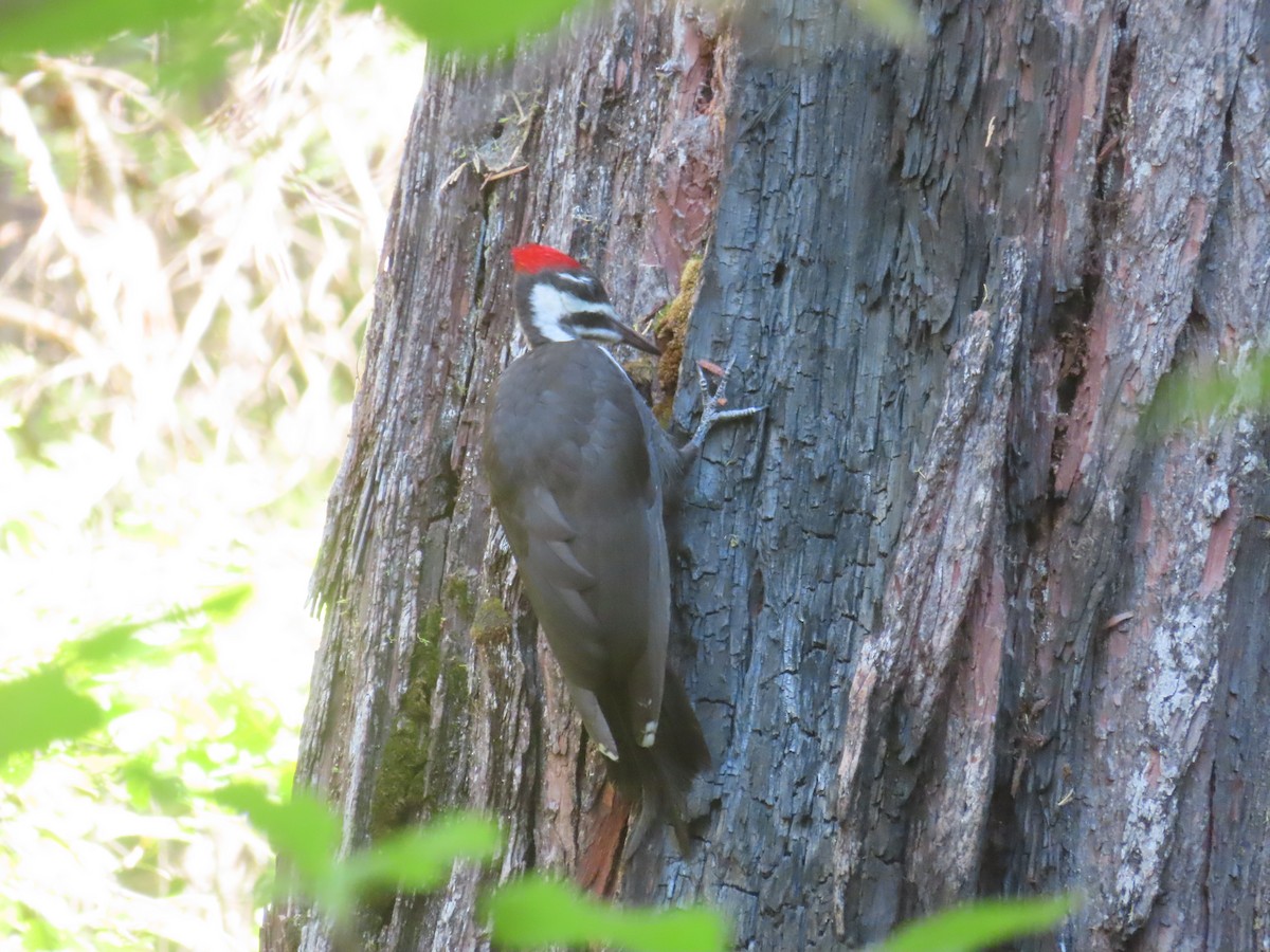 Pileated Woodpecker - ML621922692