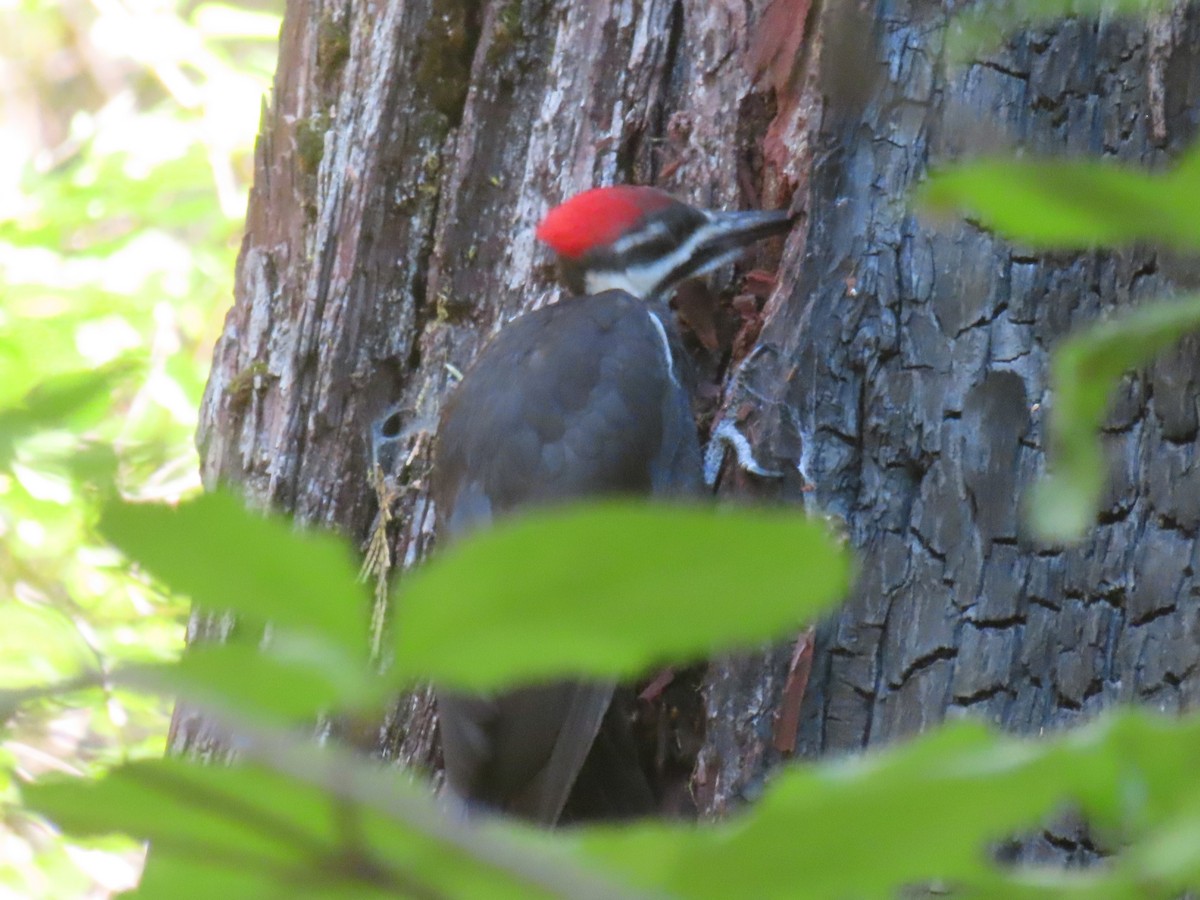 Pileated Woodpecker - ML621922701