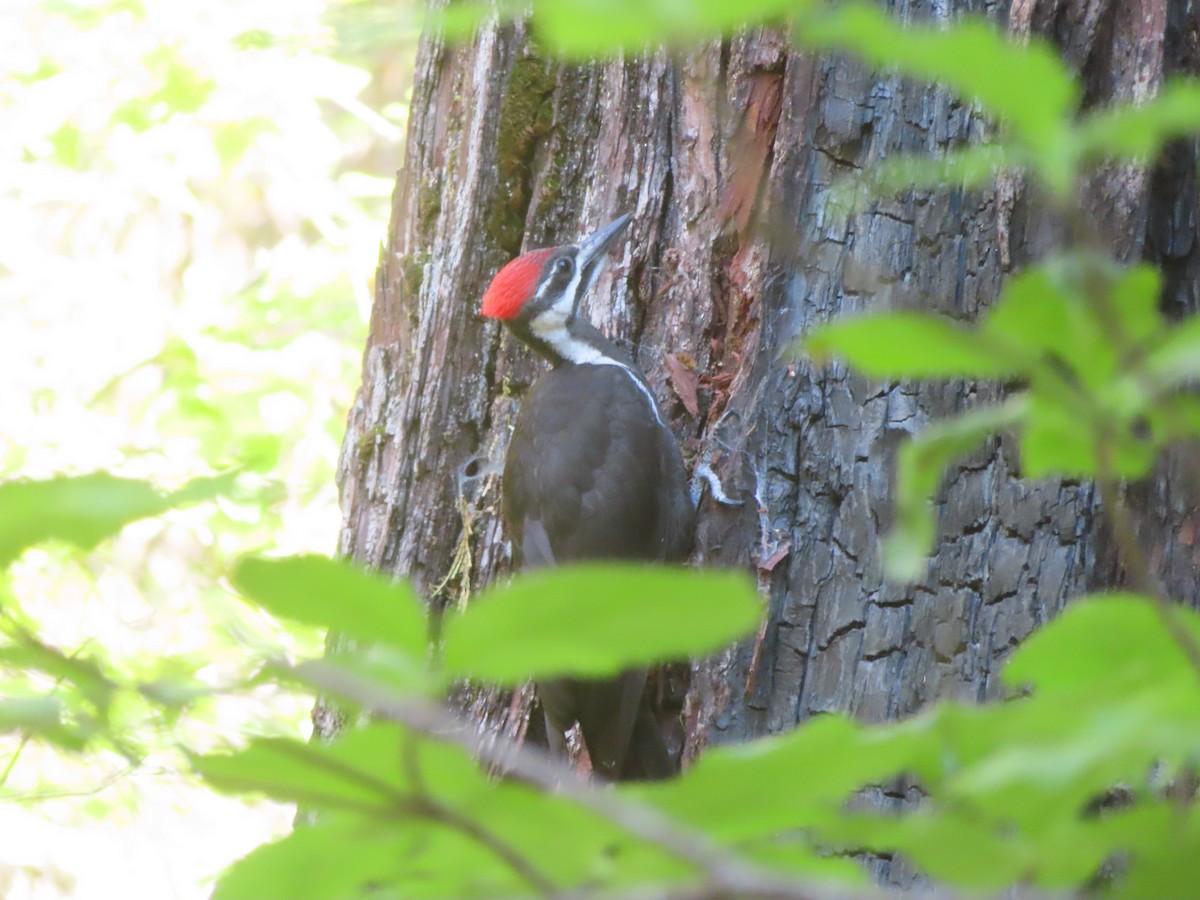 Pileated Woodpecker - ML621922704