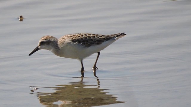 Semipalmated Sandpiper - ML621922774