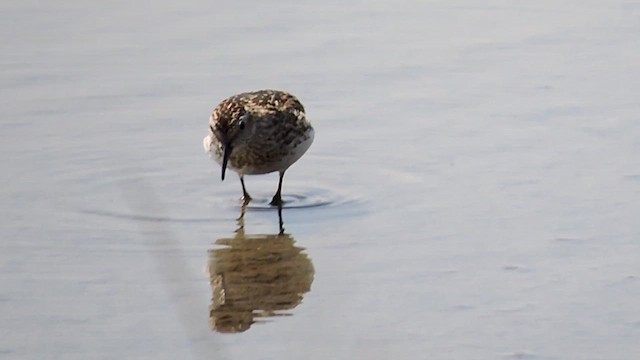 pygmésnipe - ML621922775