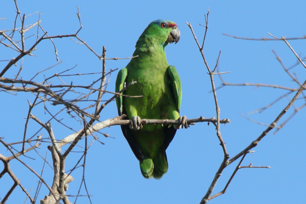 Festive Parrot - ML621922783