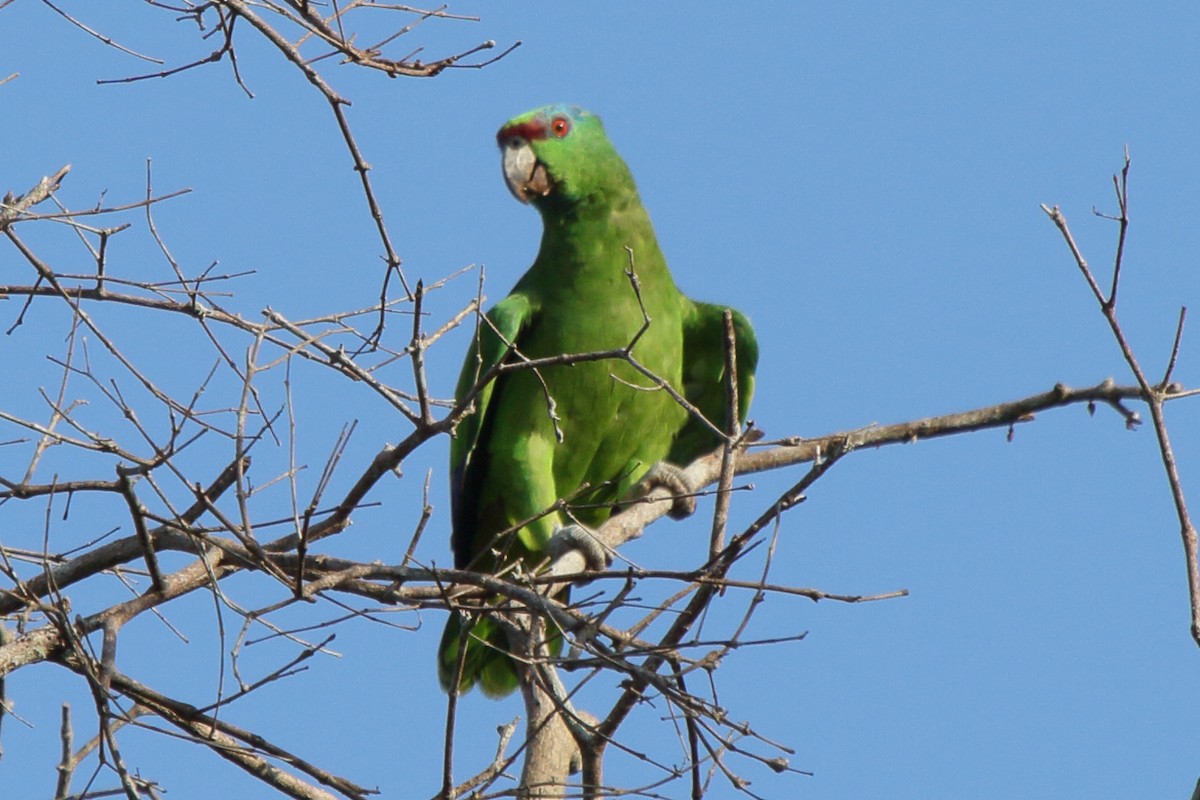 Festive Parrot - ML621922784