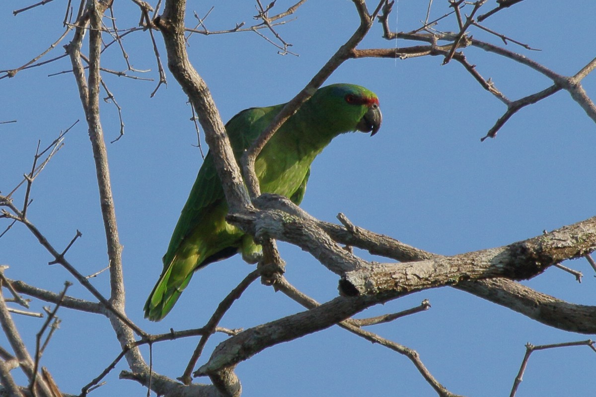 Festive Parrot - ML621922785