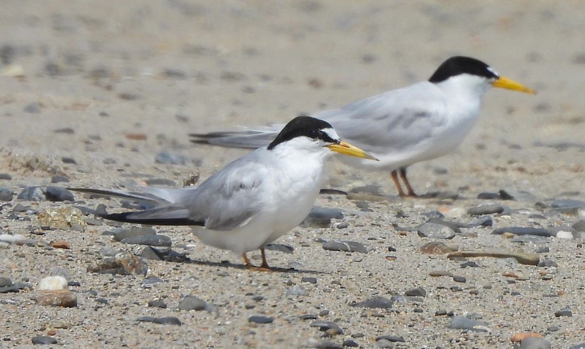 Least Tern - ML621922917