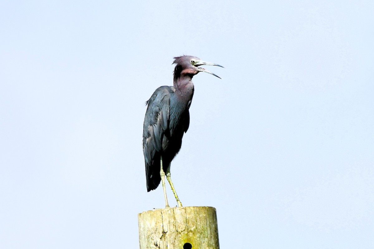 Little Blue Heron - ML621922948