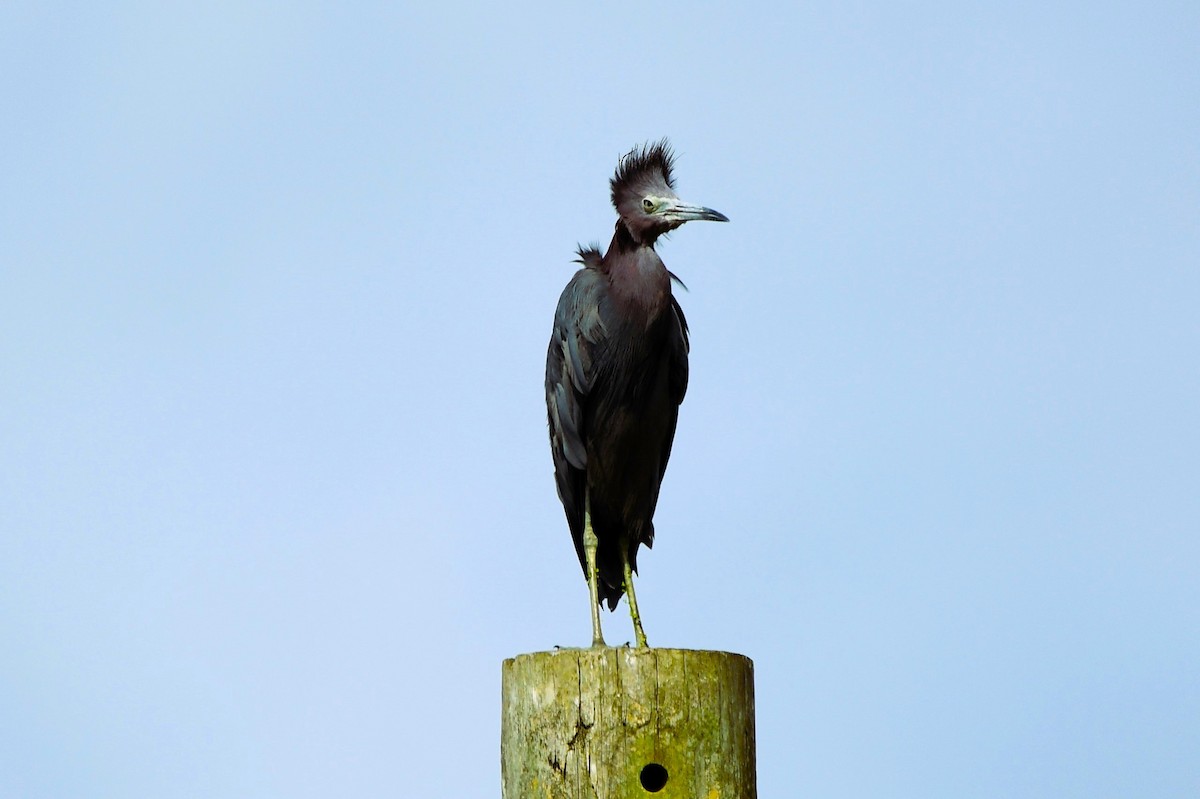 Little Blue Heron - ML621922949