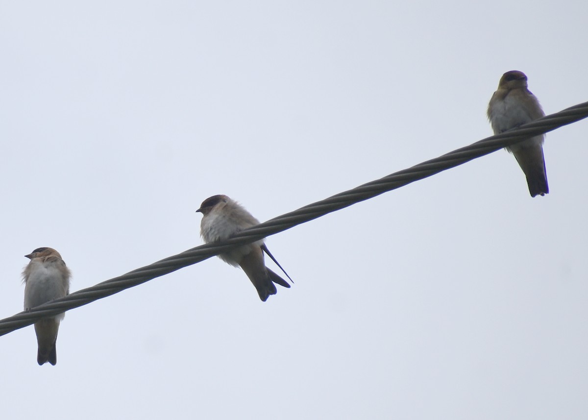 Golondrina Pueblera - ML621922954