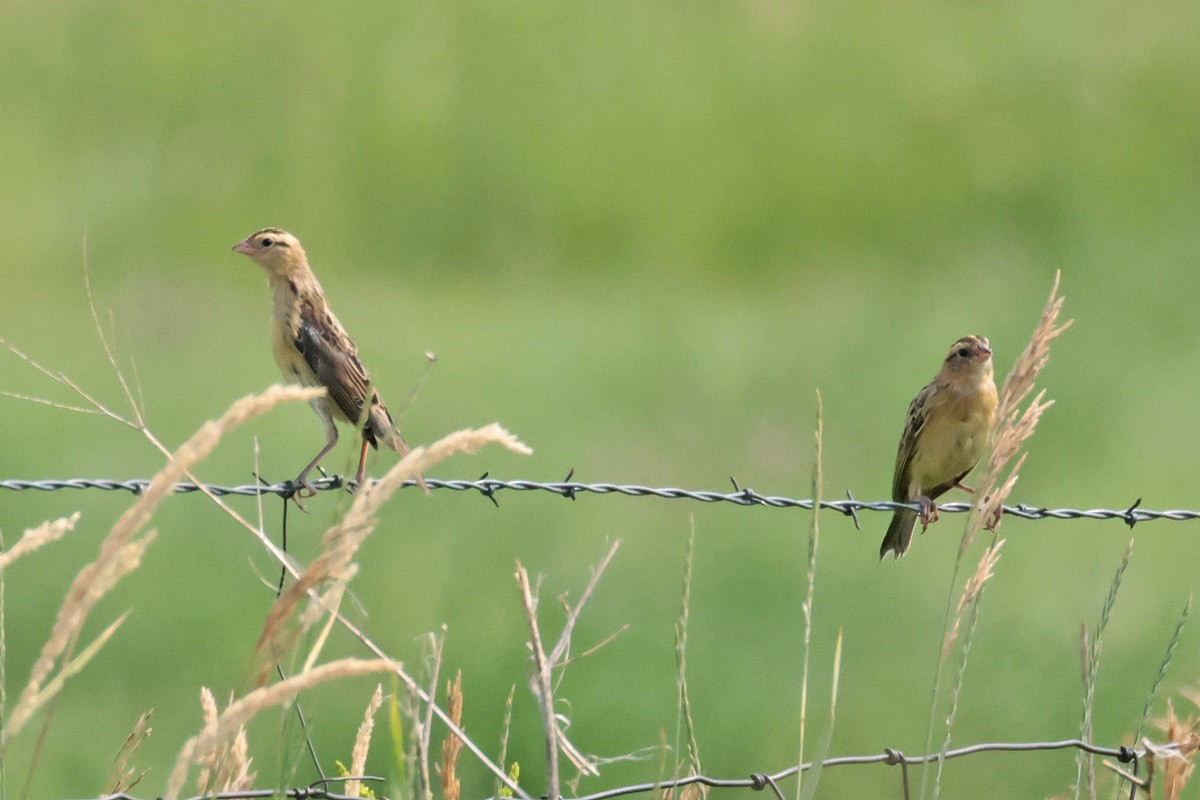 Bobolink - ML621923030