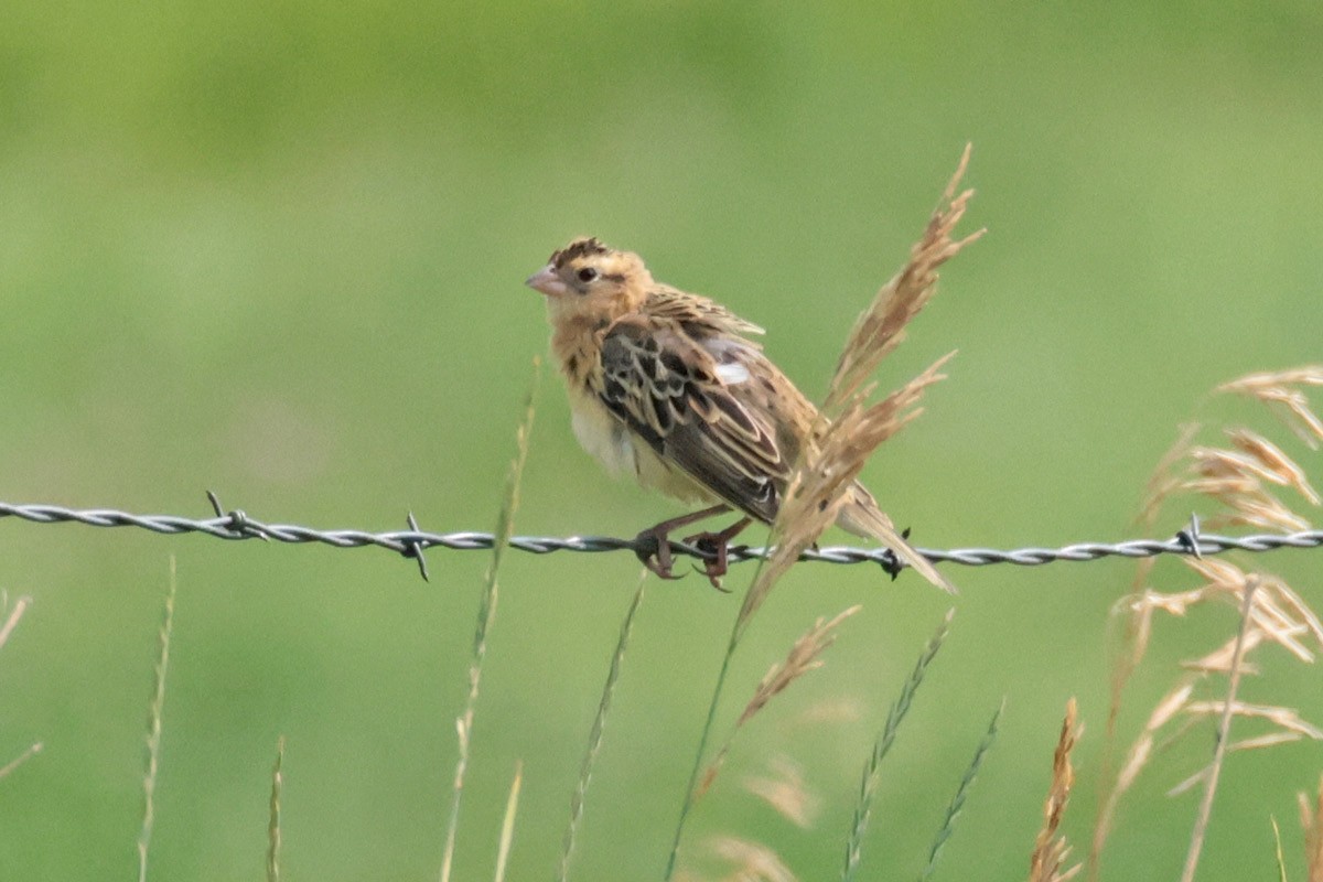 Bobolink - ML621923031