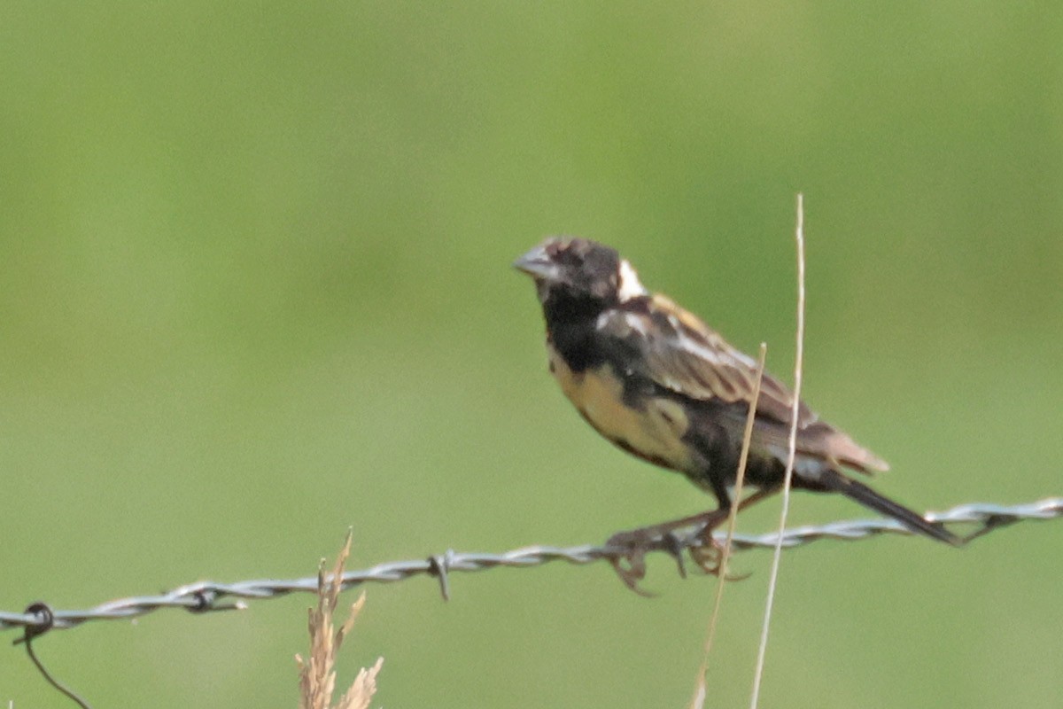 Bobolink - ML621923032