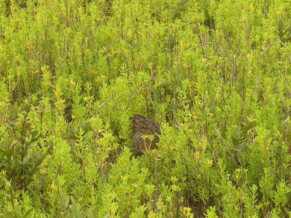 Clapper Rail - Rebecca Merrill