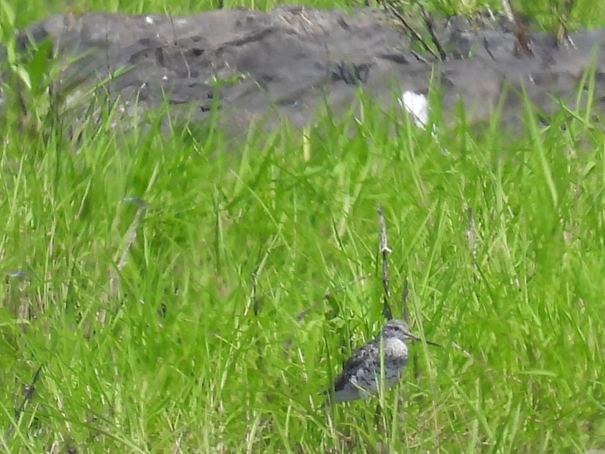 Greater Yellowlegs - Laura Minnich