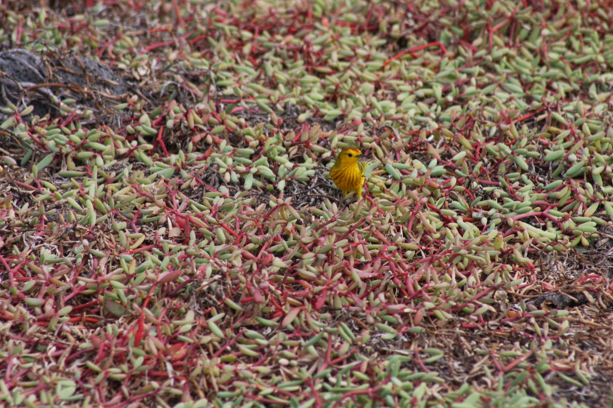 Yellow Warbler - ML621923230