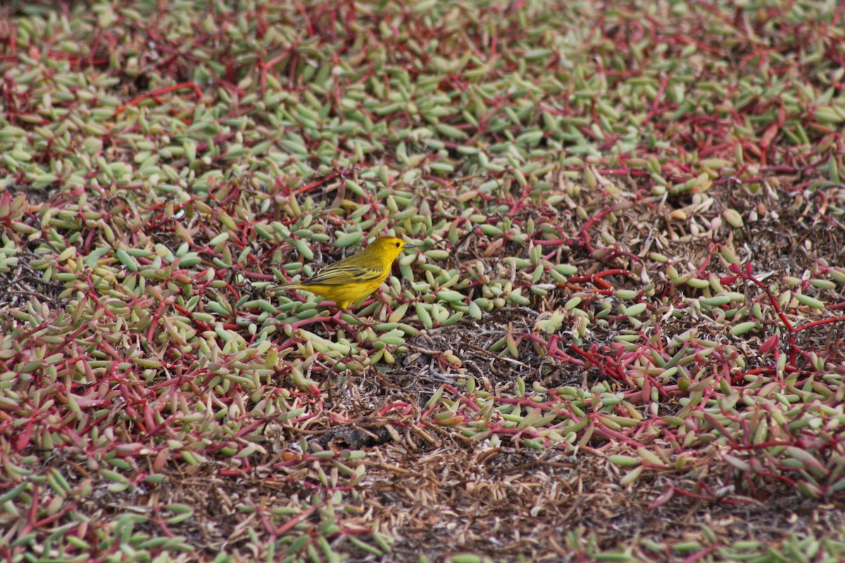 Yellow Warbler - ML621923231