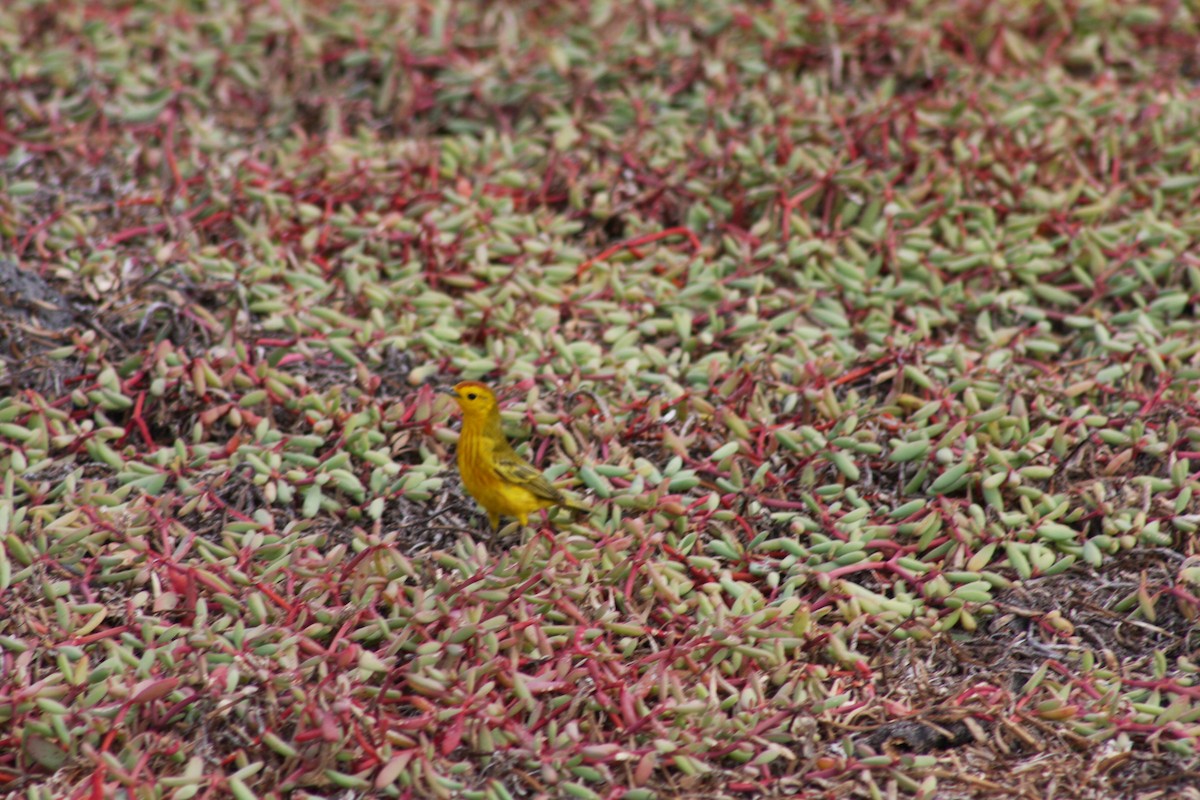 Yellow Warbler - ML621923232